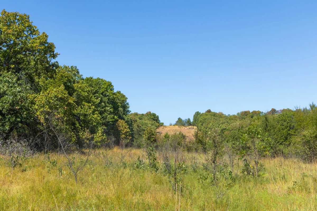 Decorative background for Gracyn Meadows Tract 2 image 6