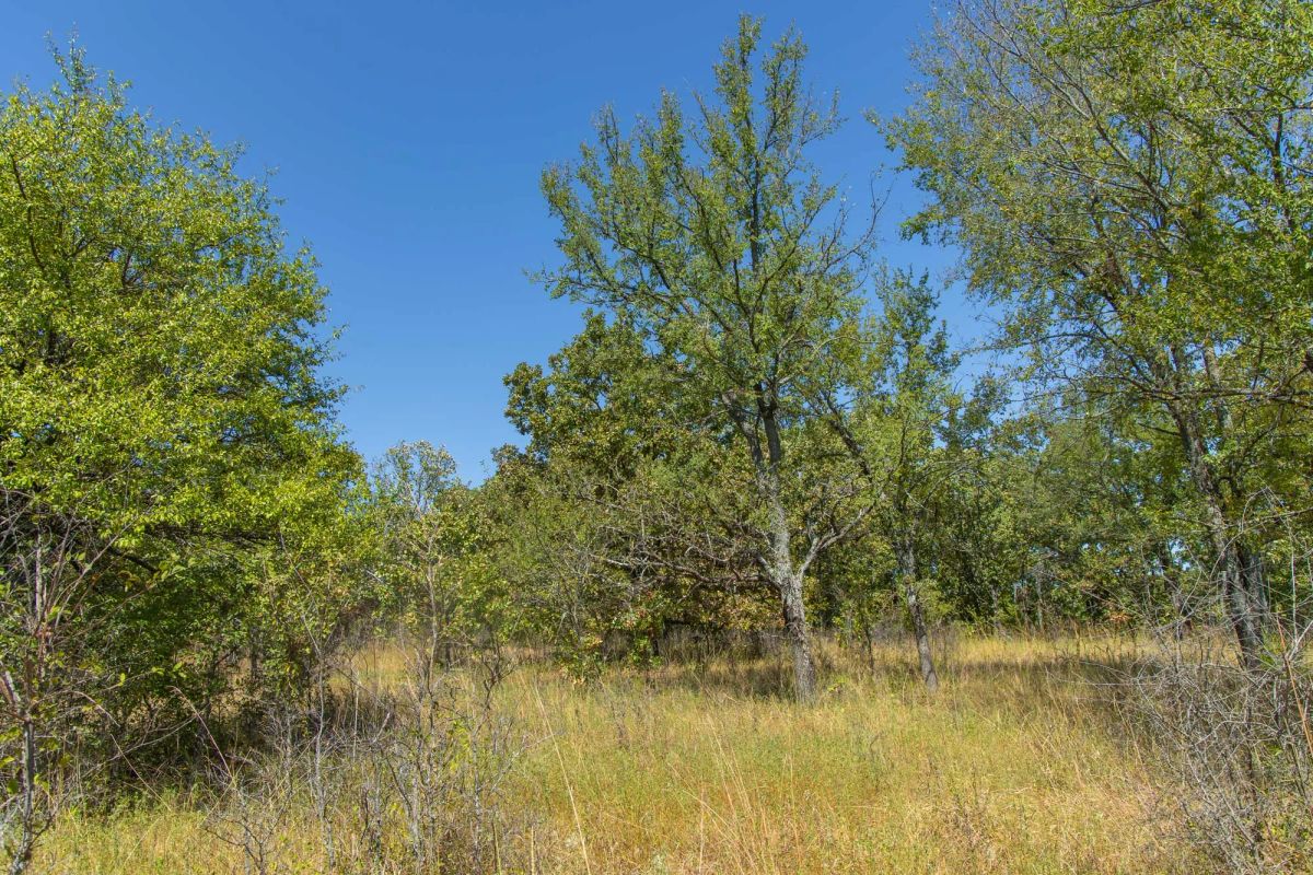 Decorative background for Gracyn Meadows Tract 2 image 11