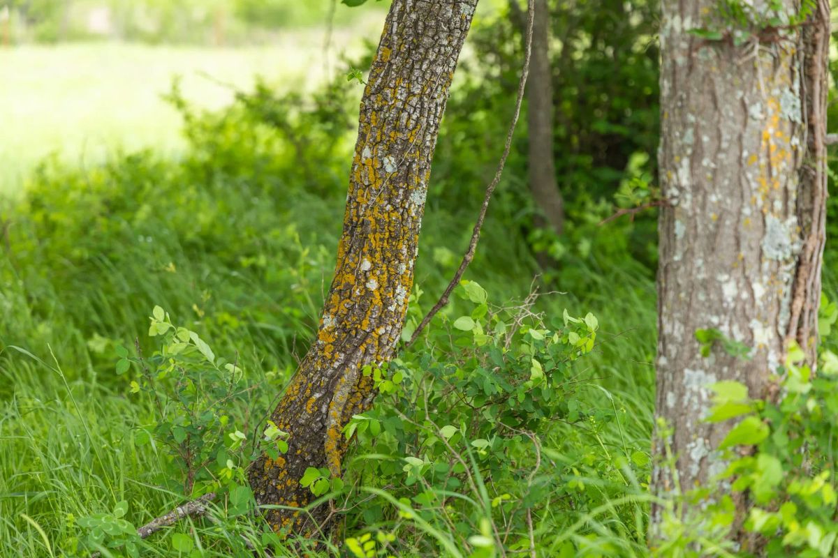Decorative background for Harmony Hills Tract 29 image 9