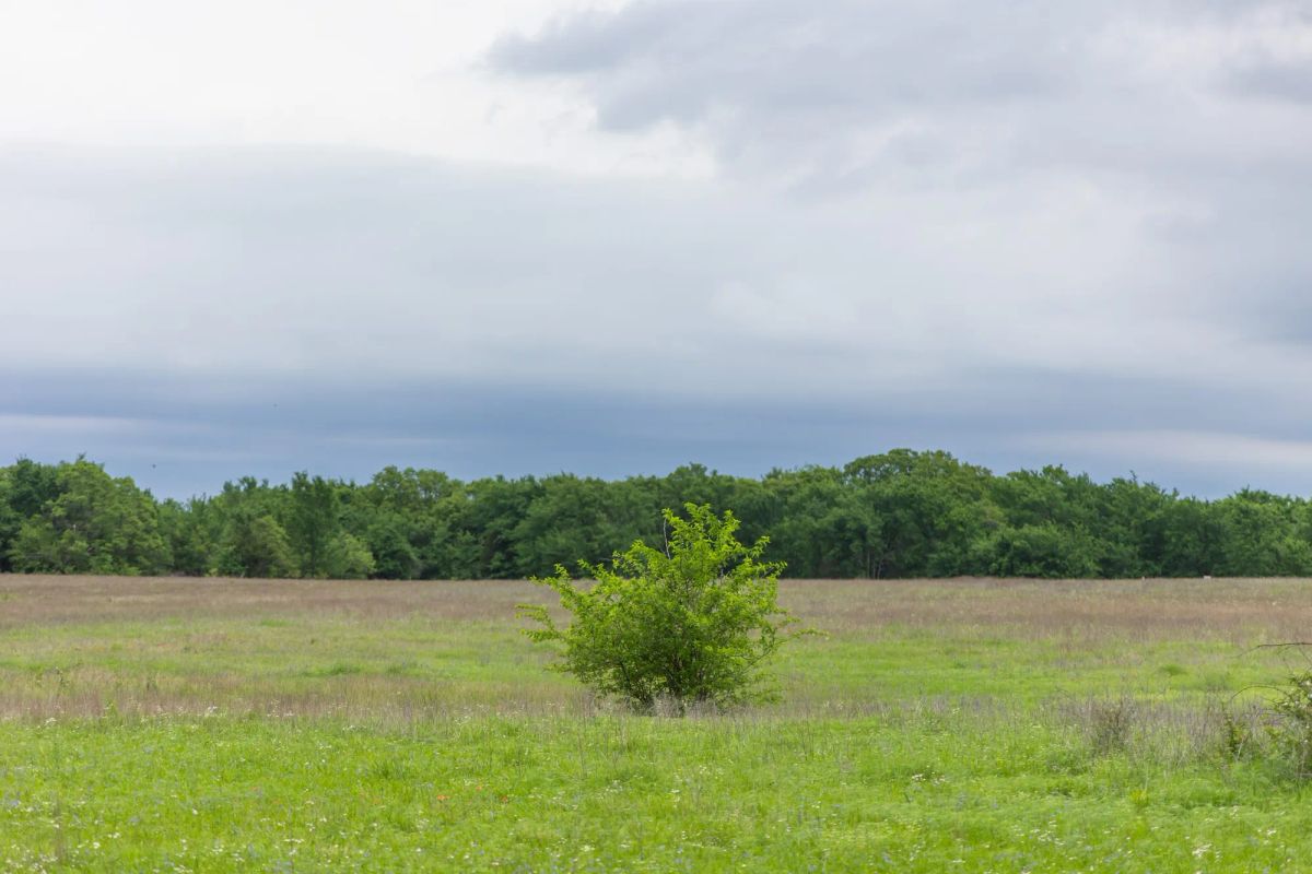 Decorative background for Harmony Hills Tract 29 image 10