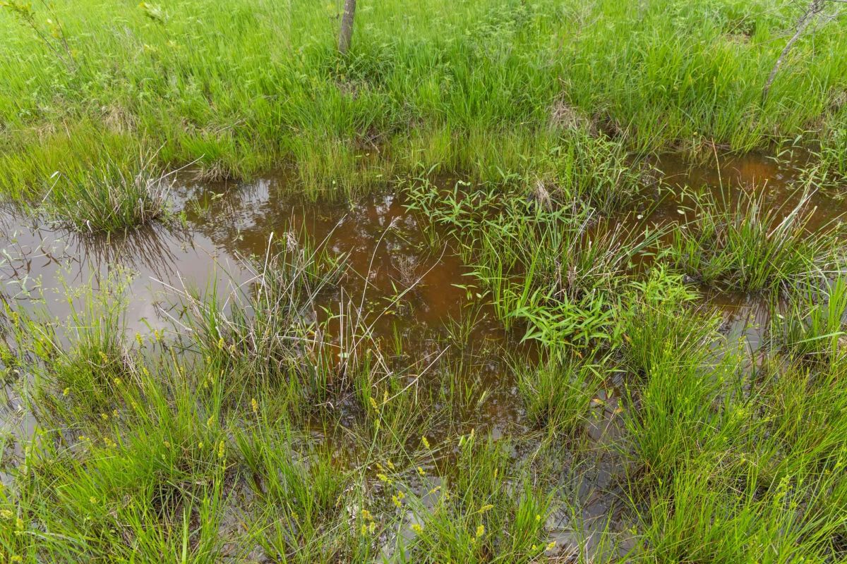 Decorative background for Harmony Hills Tract 29 image 15