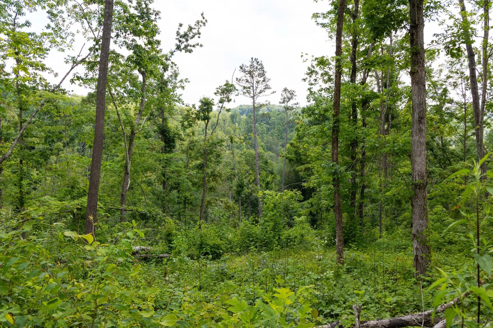 Creek Hollow Phase II Tract 57 in Rockcastle County, KY