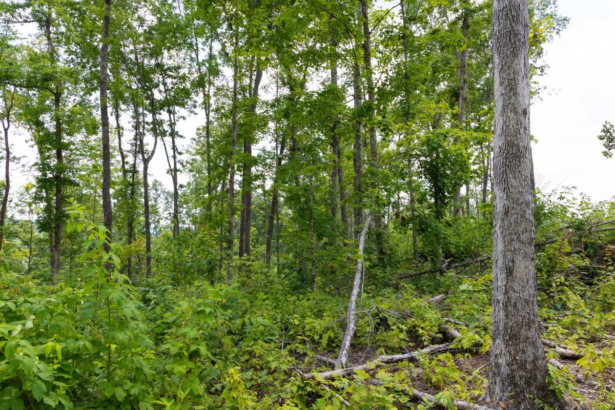 Creek Hollow Phase II Tract 57 - Image 4