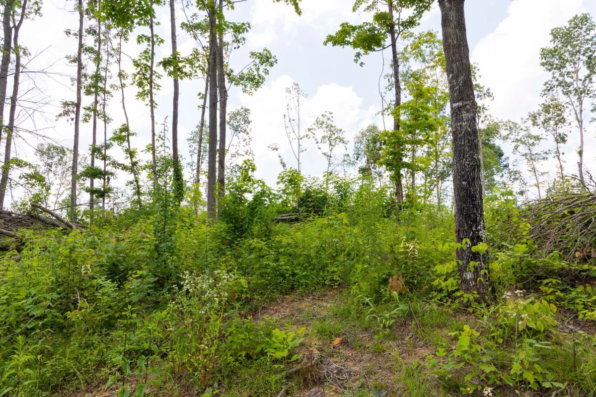 Decorative background for Creek Hollow Phase II Tract 57 image 5
