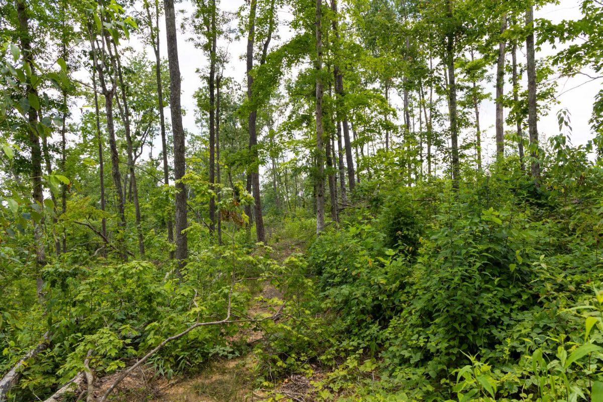 Decorative background for Creek Hollow Phase II Tract 57 image 7