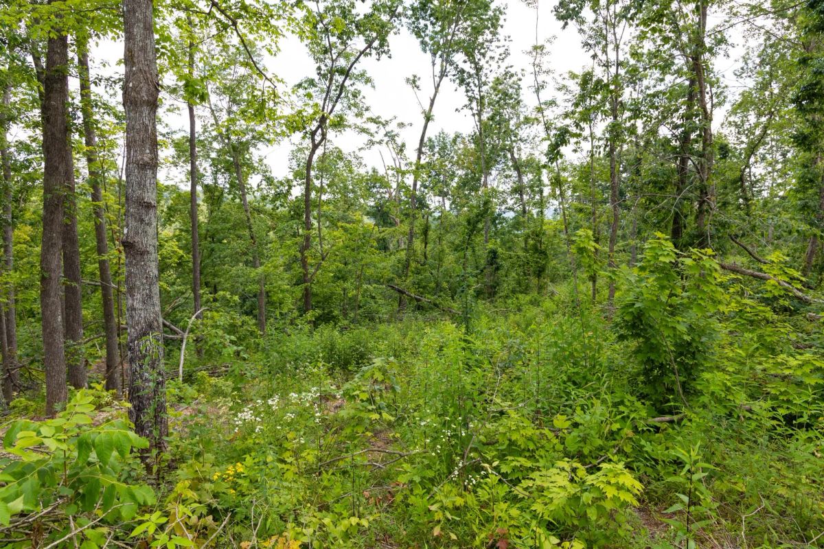 Decorative background for Creek Hollow Phase II Tract 57 image 9