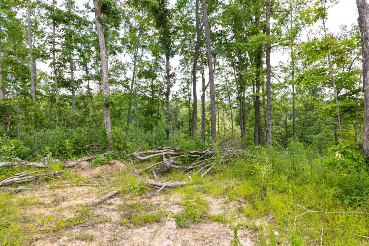 Decorative background for Creek Hollow Phase II Tract 57 image 10