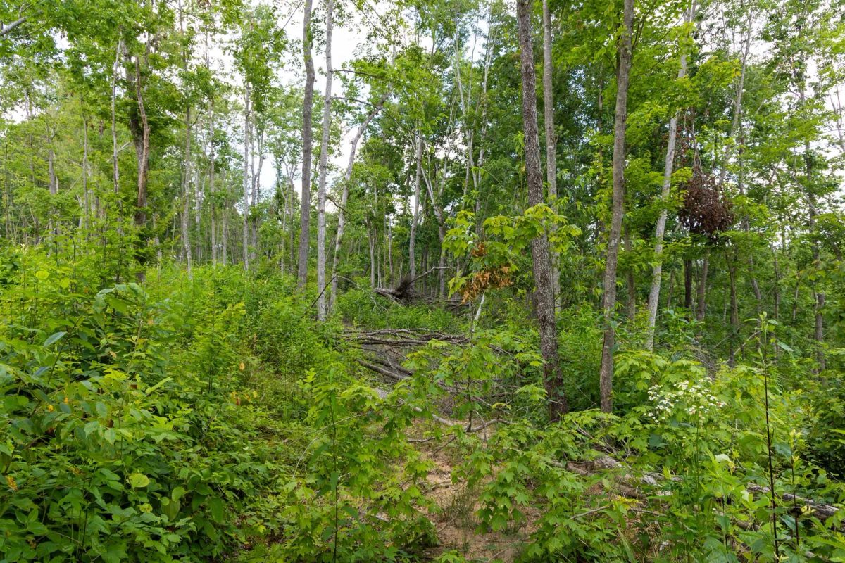 Decorative background for Creek Hollow Phase II Tract 57 image 12