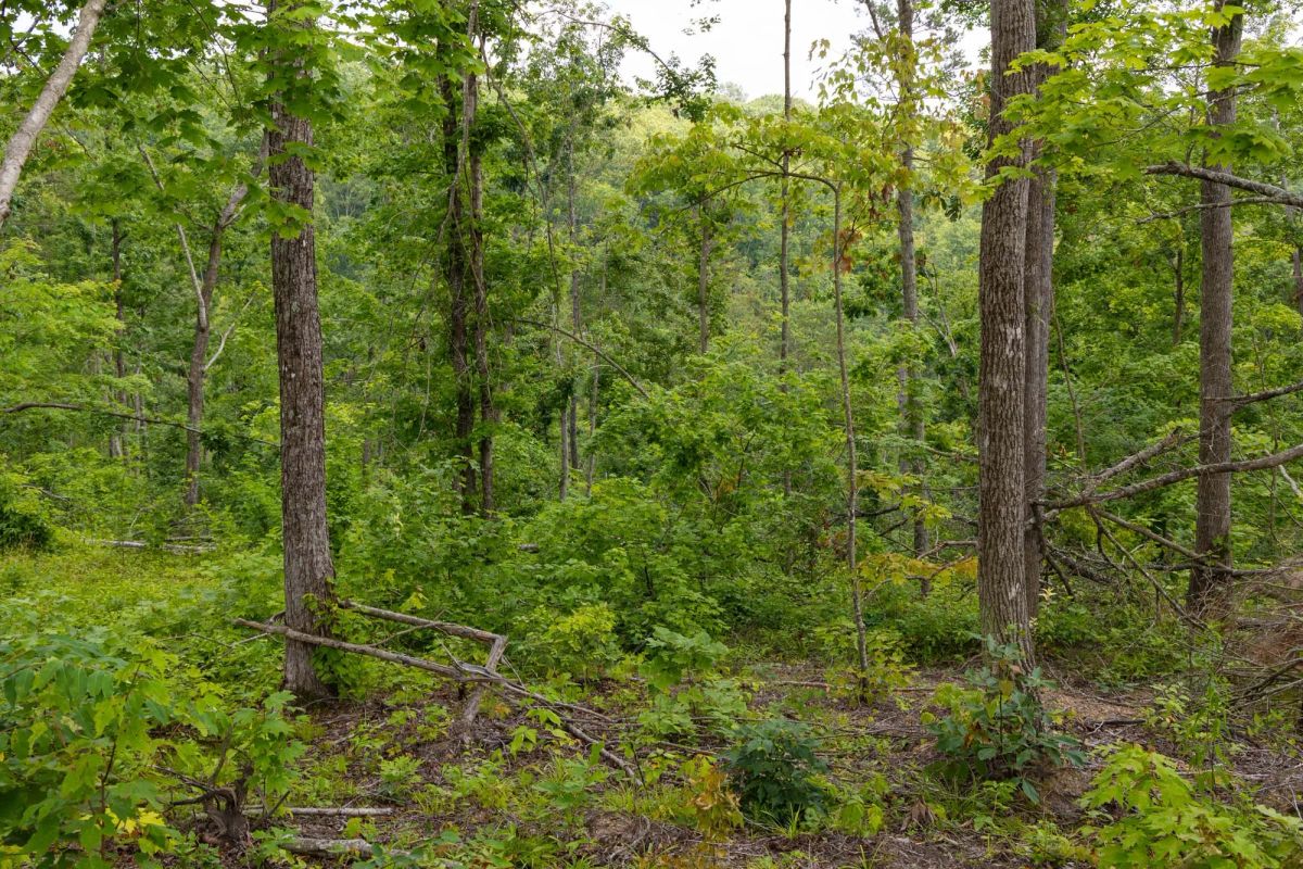 Decorative background for Creek Hollow Phase II Tract 57 image 13