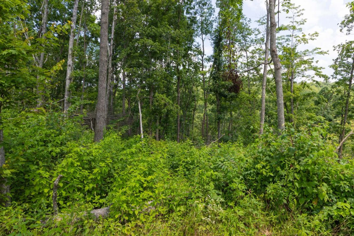 Decorative background for Creek Hollow Phase II Tract 57 image 14