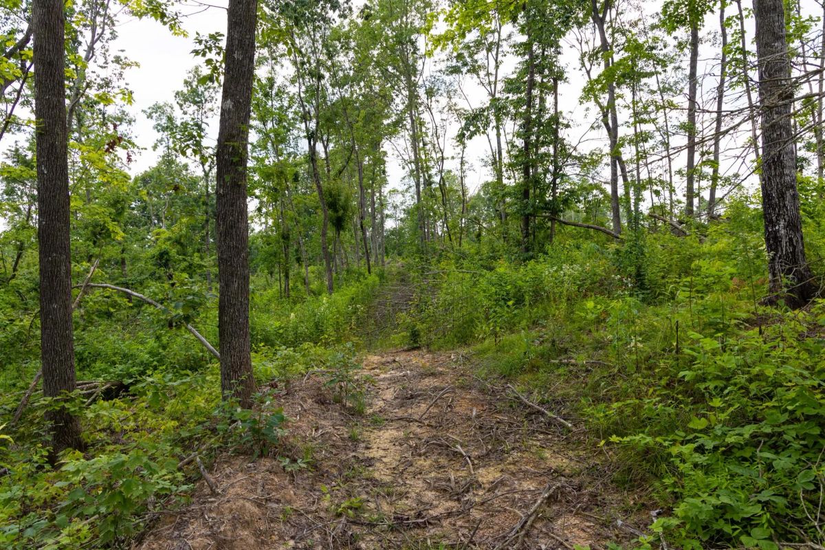 Decorative background for Creek Hollow Phase II Tract 57 image 15