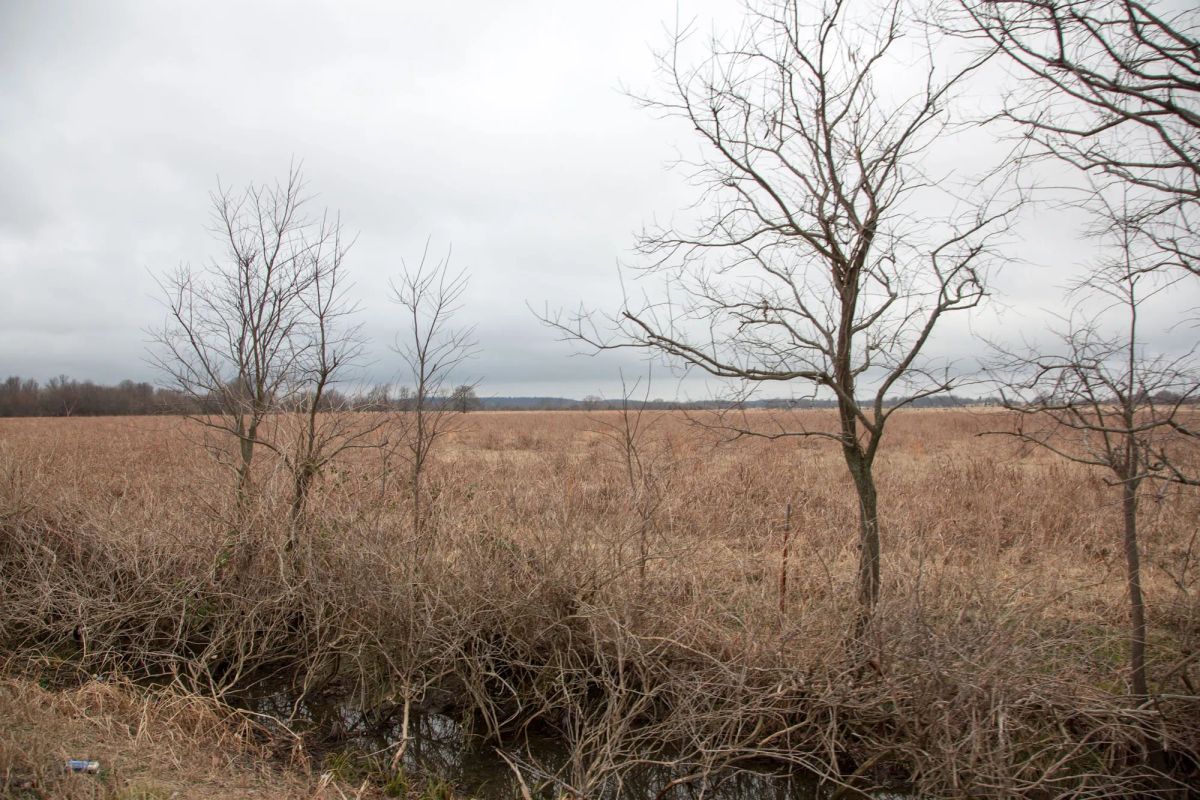 Decorative background for Canadian Plains Tract 12 image 8