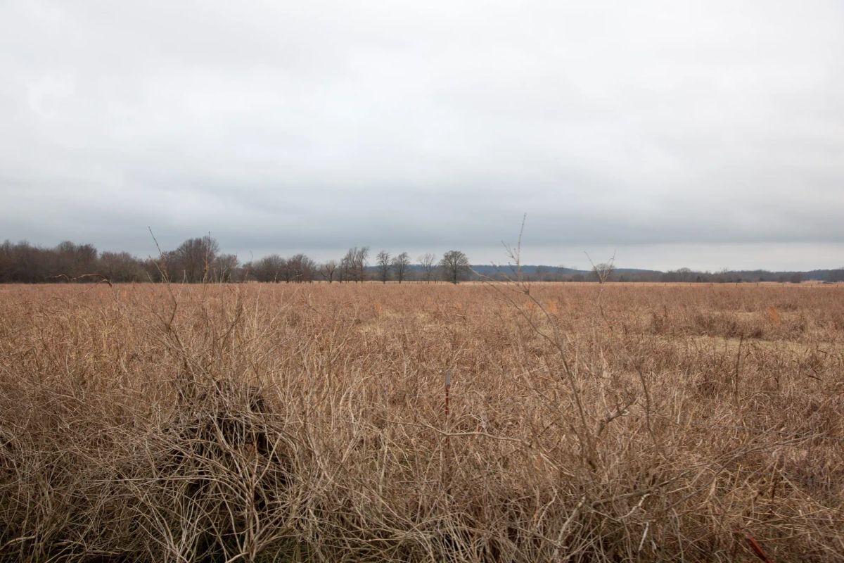Decorative background for Canadian Plains Tract 12 image 9