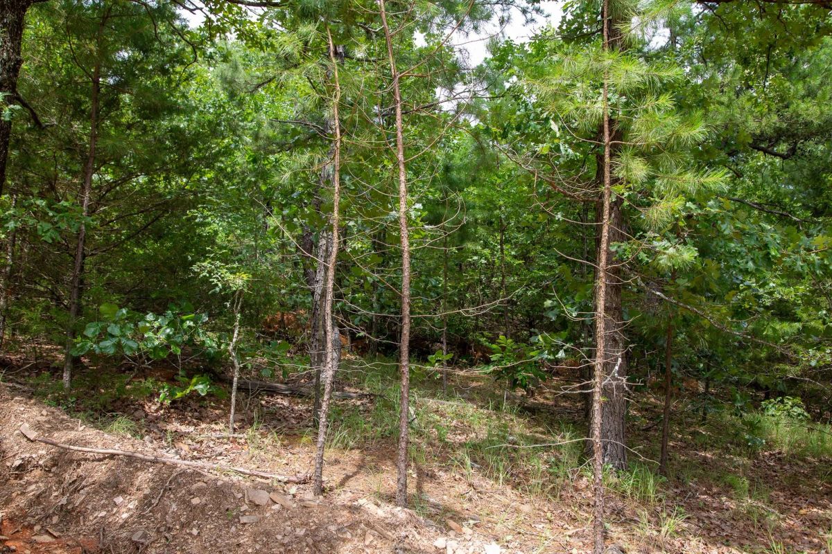 Decorative background for Tyler Stone Ranch Tract 50 image 6