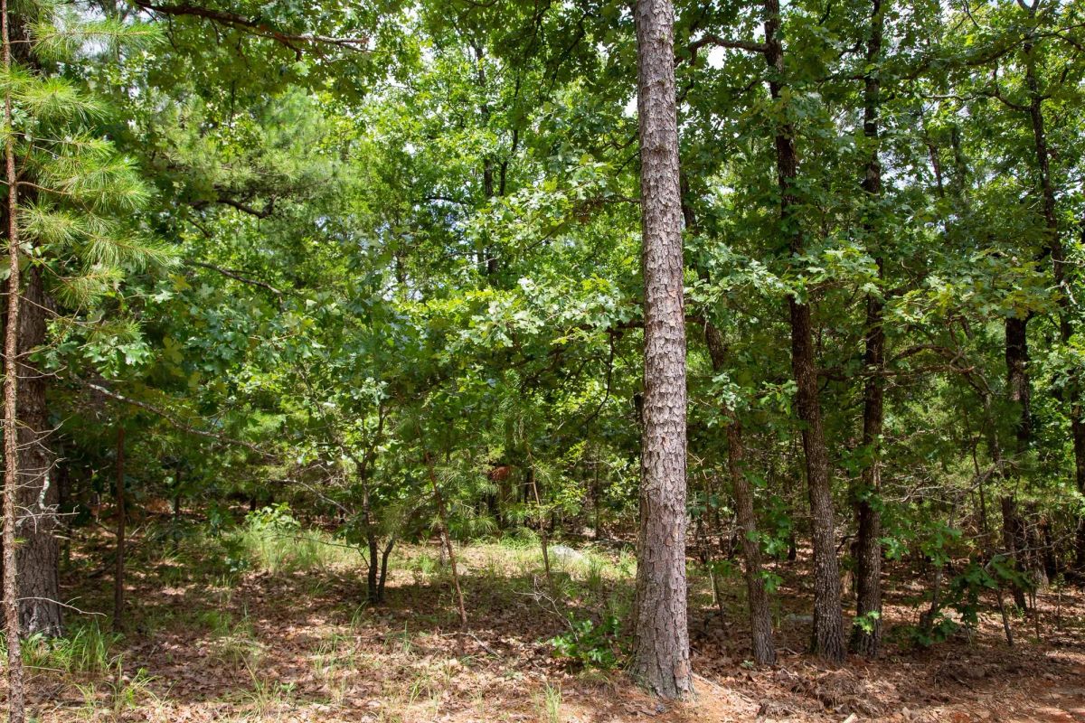 Decorative background for Tyler Stone Ranch Tract 50 image 7