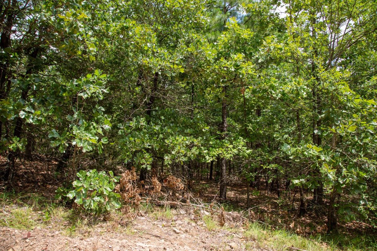 Decorative background for Tyler Stone Ranch Tract 50 image 10