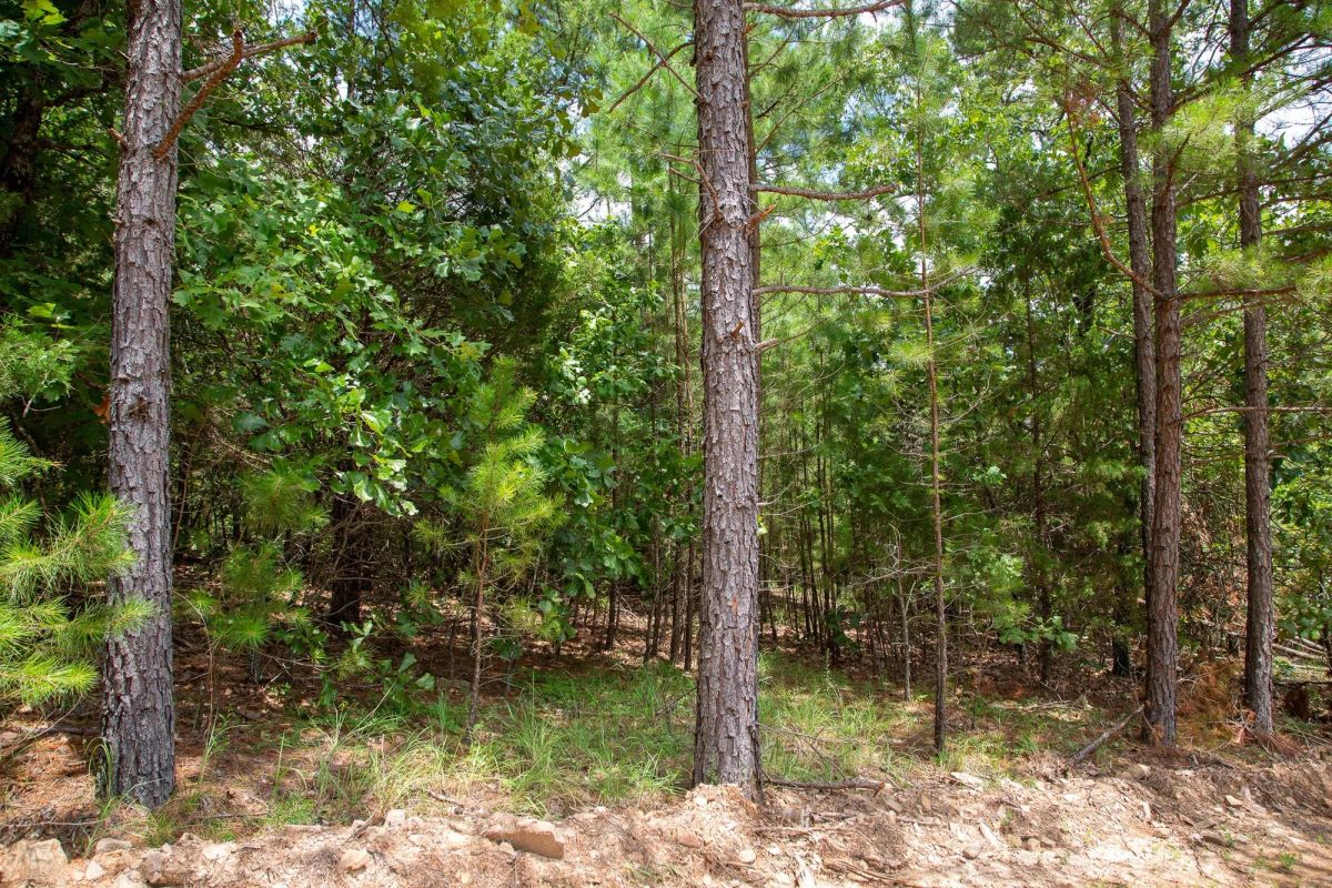 Decorative background for Tyler Stone Ranch Tract 50 image 12