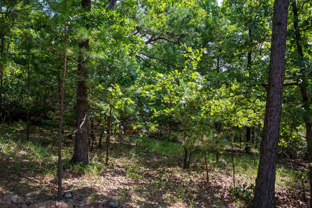 Decorative background for Tyler Stone Ranch Tract 50 image 13