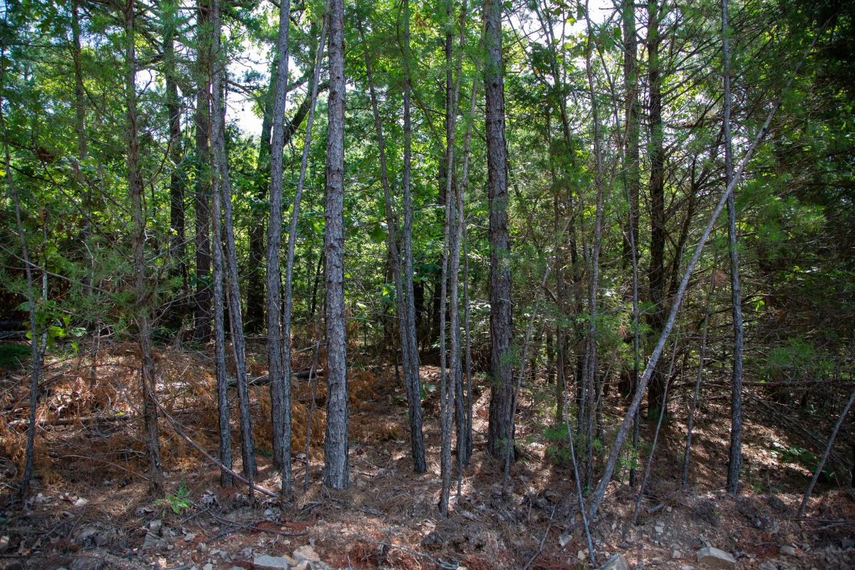 Decorative background for Tyler Stone Ranch Tract 50 image 17