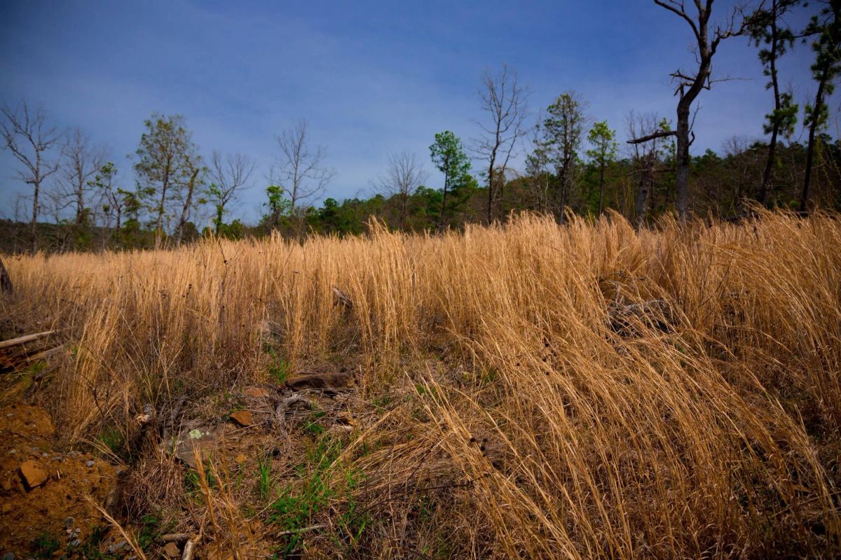 Decorative background for Stone Creek Phase II Tract 203 image 5
