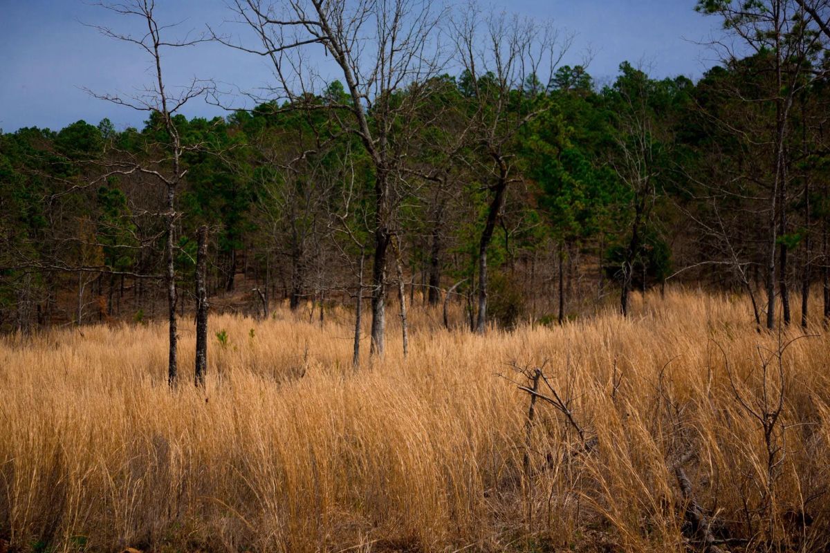 Decorative background for Stone Creek Phase II Tract 203 image 8