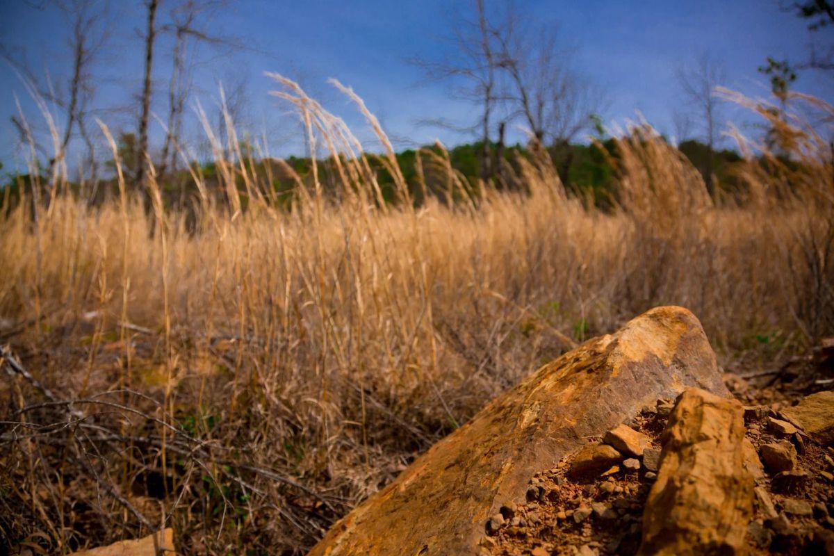 Decorative background for Stone Creek Phase II Tract 203 image 11