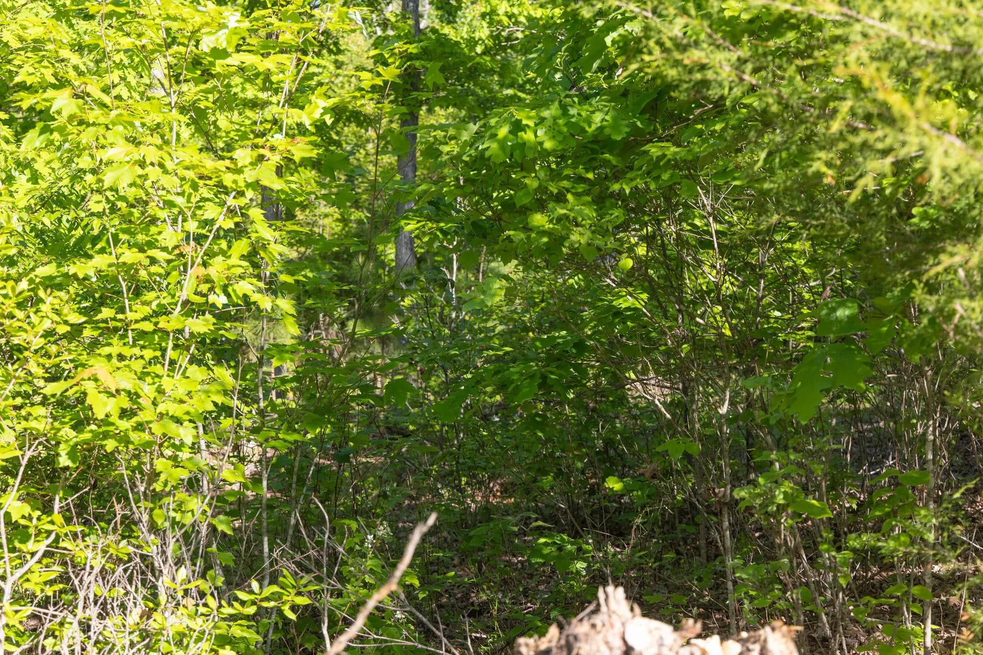 Sleepy Hollow Phase II Tract 65 in Texas County, MO