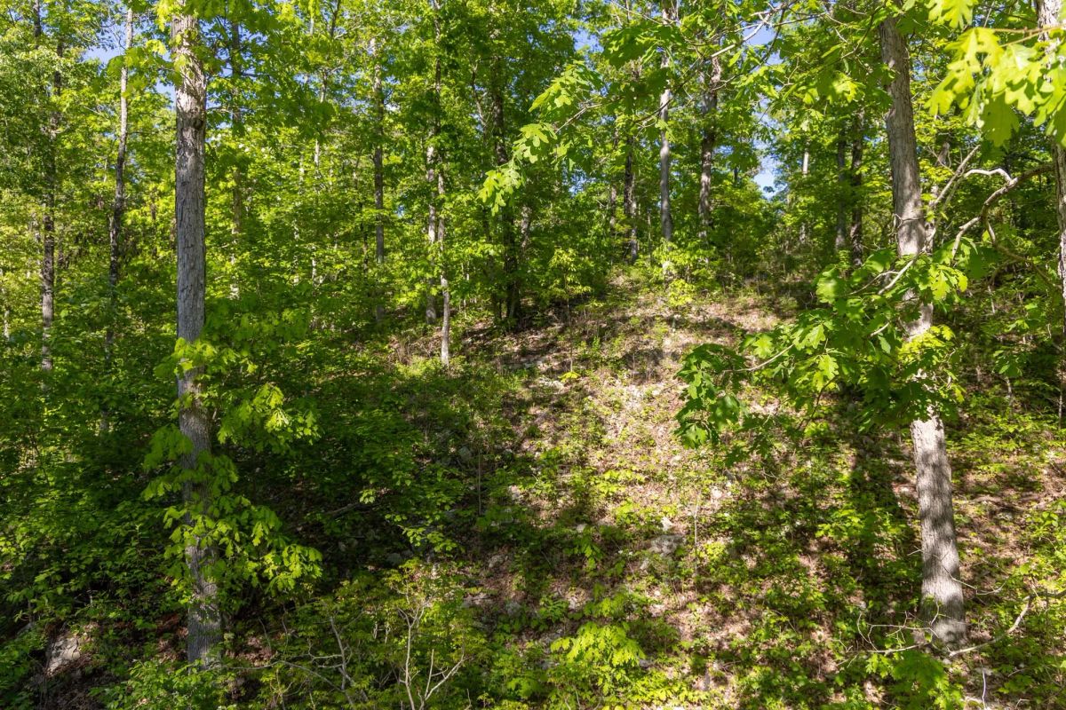 Decorative background for Sleepy Hollow Phase II Tract 65 image 5