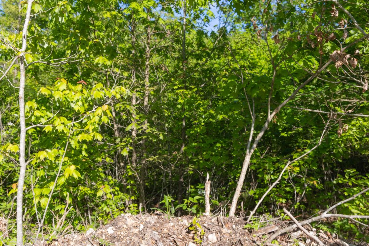 Decorative background for Sleepy Hollow Phase II Tract 65 image 7