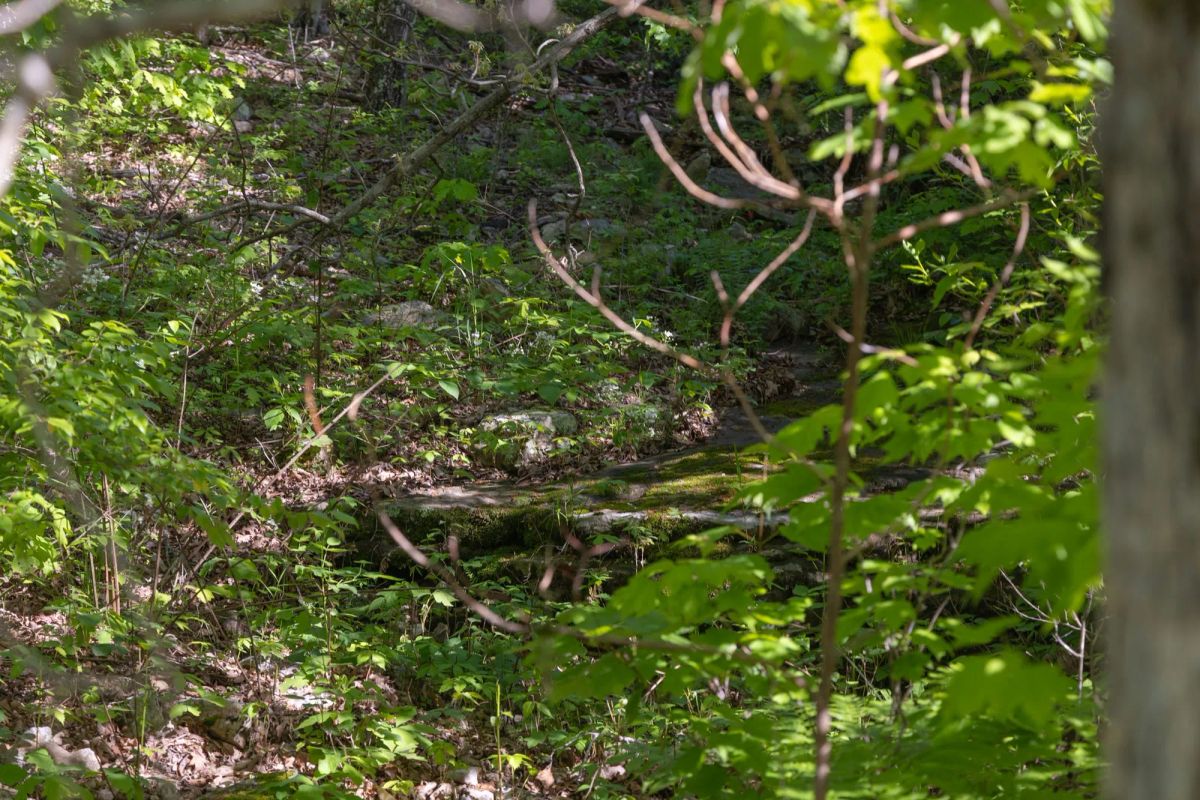 Decorative background for Sleepy Hollow Phase II Tract 65 image 8