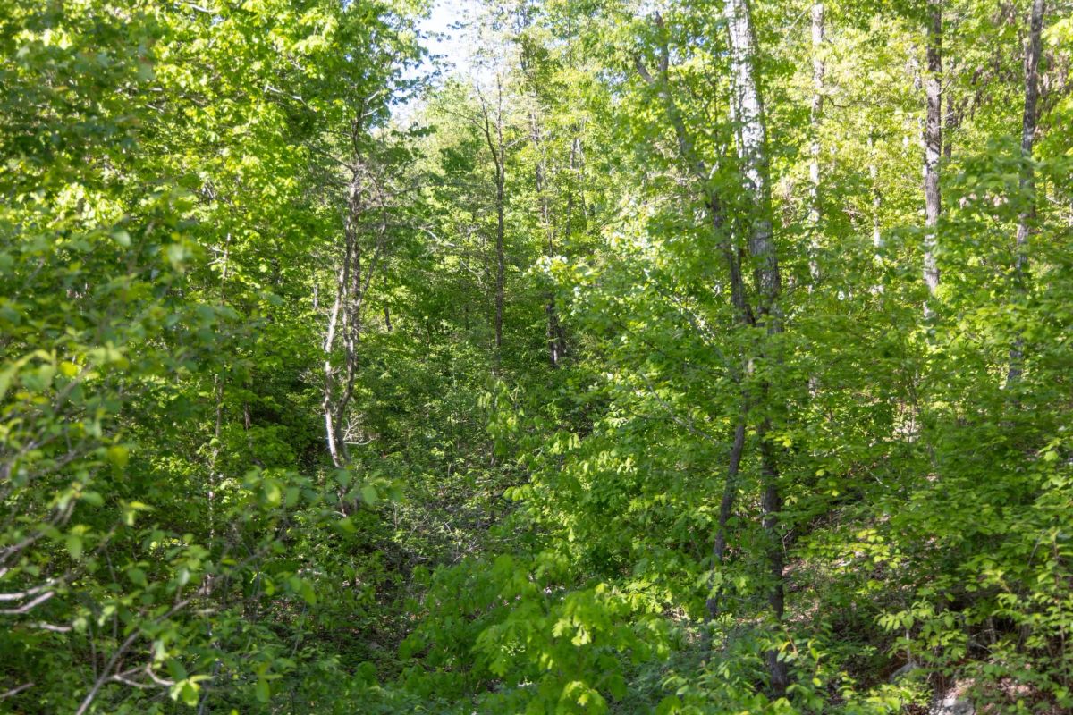 Decorative background for Sleepy Hollow Phase II Tract 65 image 10