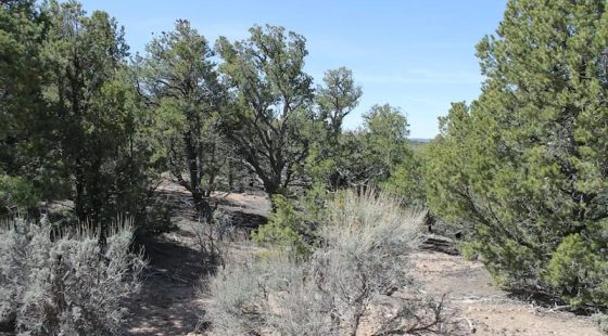 Sangre de Cristo Ranches Tract 959 in Costilla County, CO