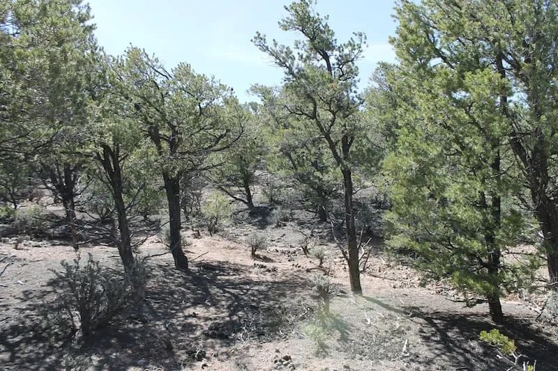 Decorative background for Sangre de Cristo Ranches Tract 959 image 10