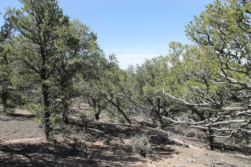 Decorative background for Sangre de Cristo Ranches Tract 959 image 11