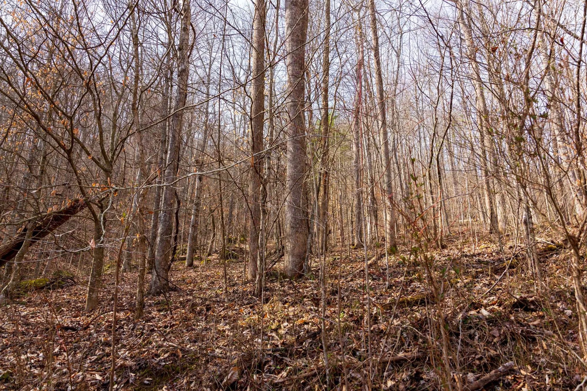 Blackstone Mountain Phase II Tract 66 in Clay County, KY