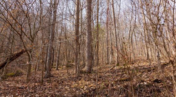 Blackstone Mountain Phase II Tract 66 in Clay County, KY
