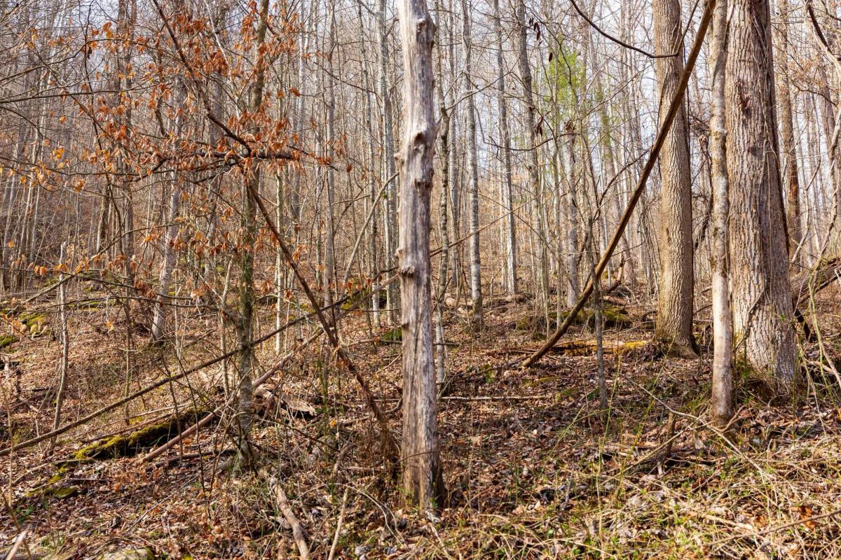 Decorative background for Blackstone Mountain Phase II Tract 66 image 5
