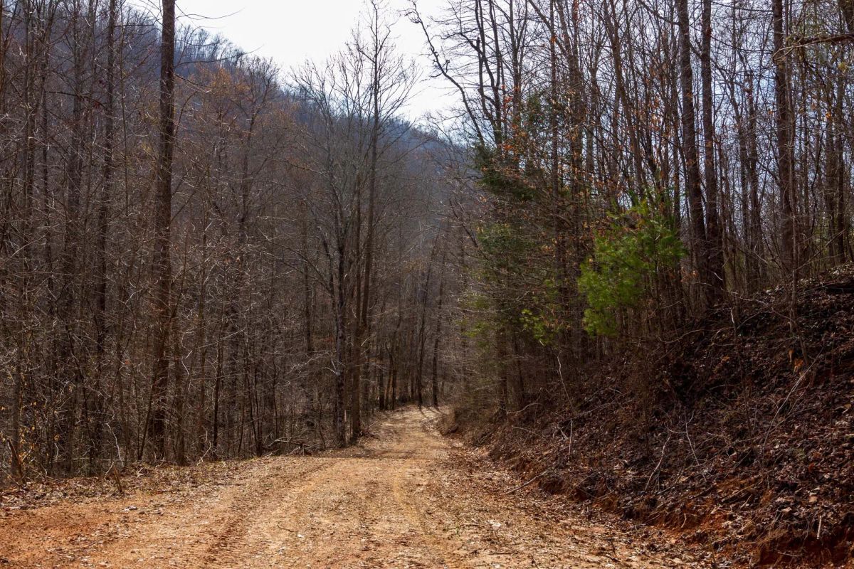 Decorative background for Blackstone Mountain Phase II Tract 66 image 6