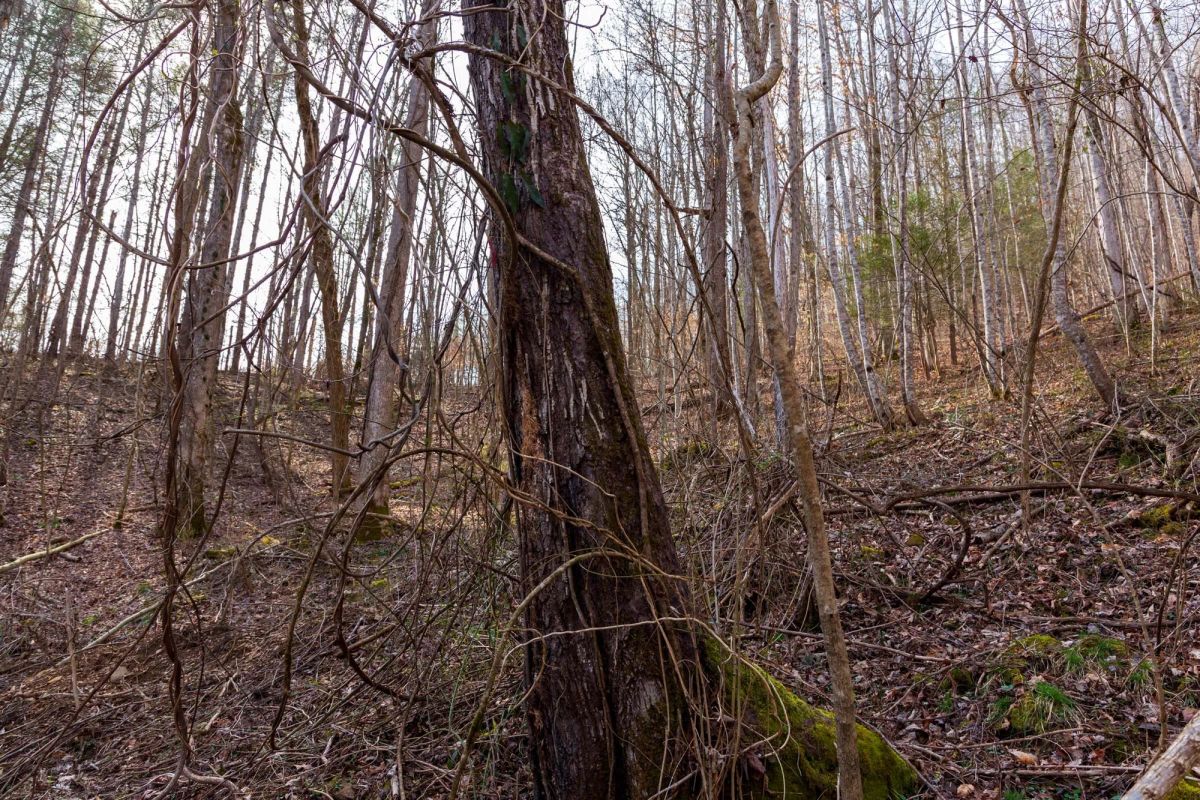 Decorative background for Blackstone Mountain Phase II Tract 66 image 7