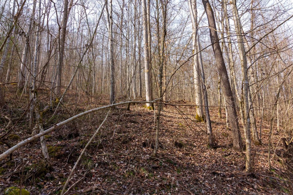 Decorative background for Blackstone Mountain Phase II Tract 66 image 8
