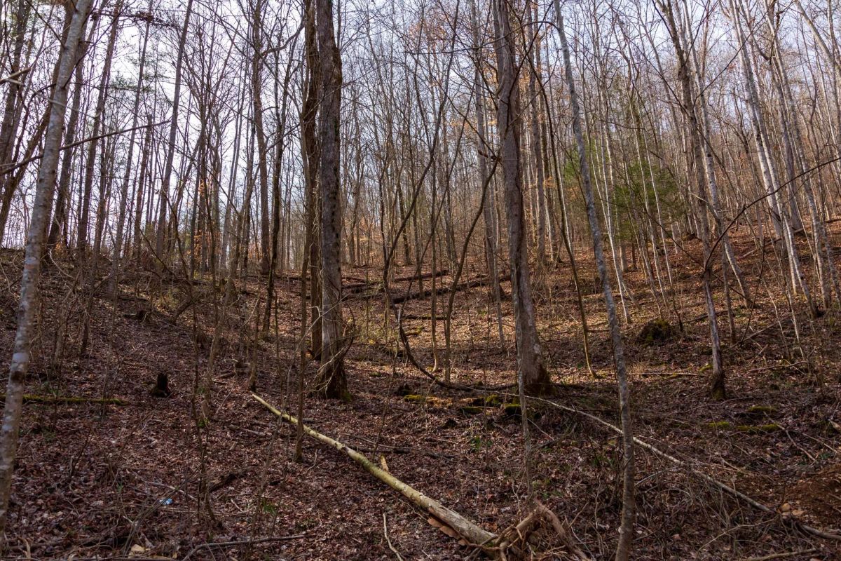 Decorative background for Blackstone Mountain Phase II Tract 66 image 9