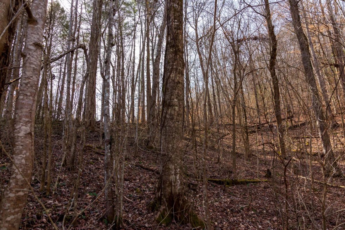 Decorative background for Blackstone Mountain Phase II Tract 66 image 10