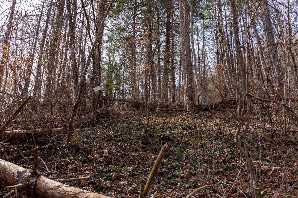 Decorative background for Blackstone Mountain Phase II Tract 66 image 11