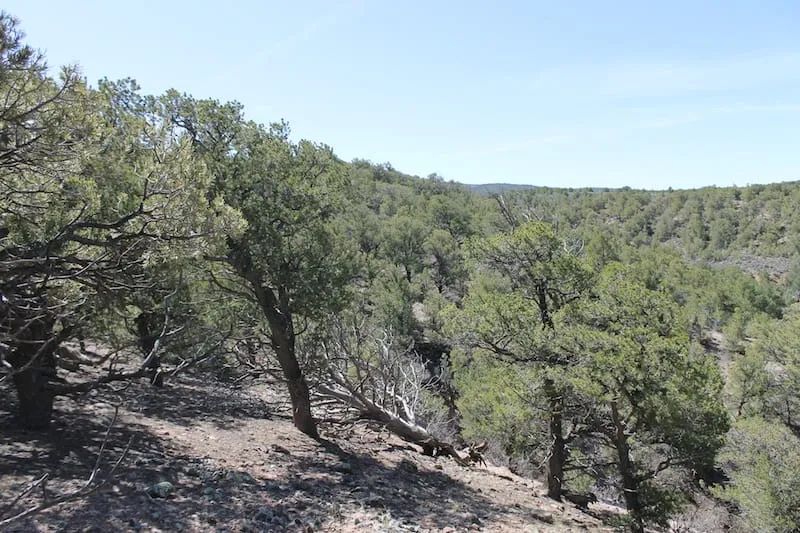 Decorative background for Sangre De Cristo Ranches Tract 5269 image 5