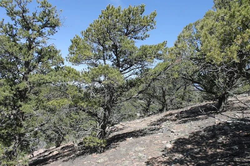 Decorative background for Sangre De Cristo Ranches Tract 5269 image 7