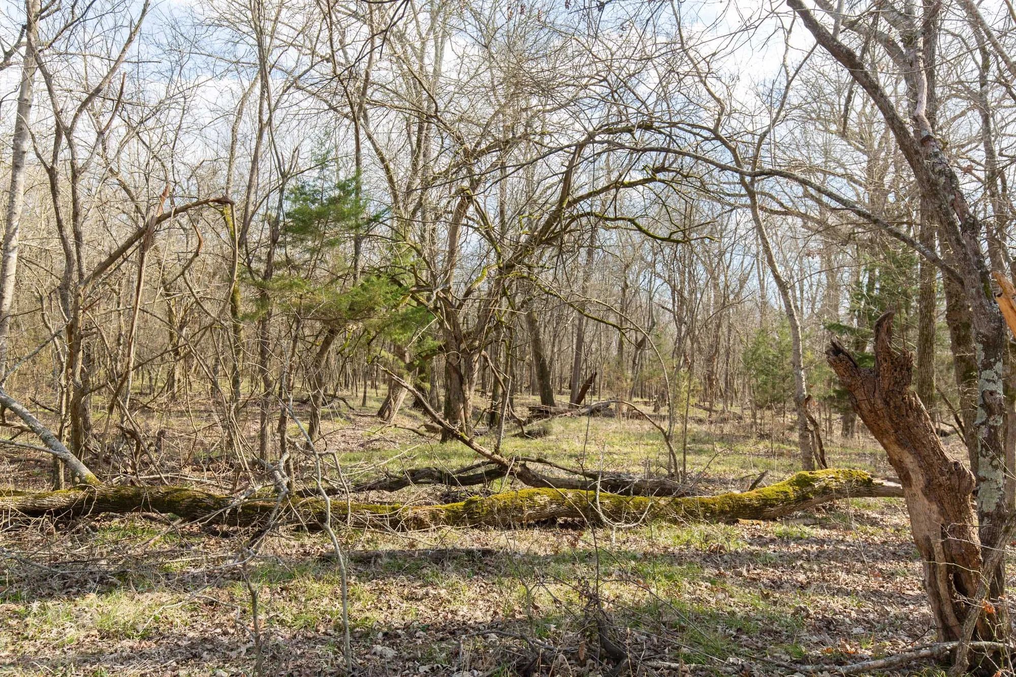 Wishing Star Ranch Tract 65 in Red River County, TX