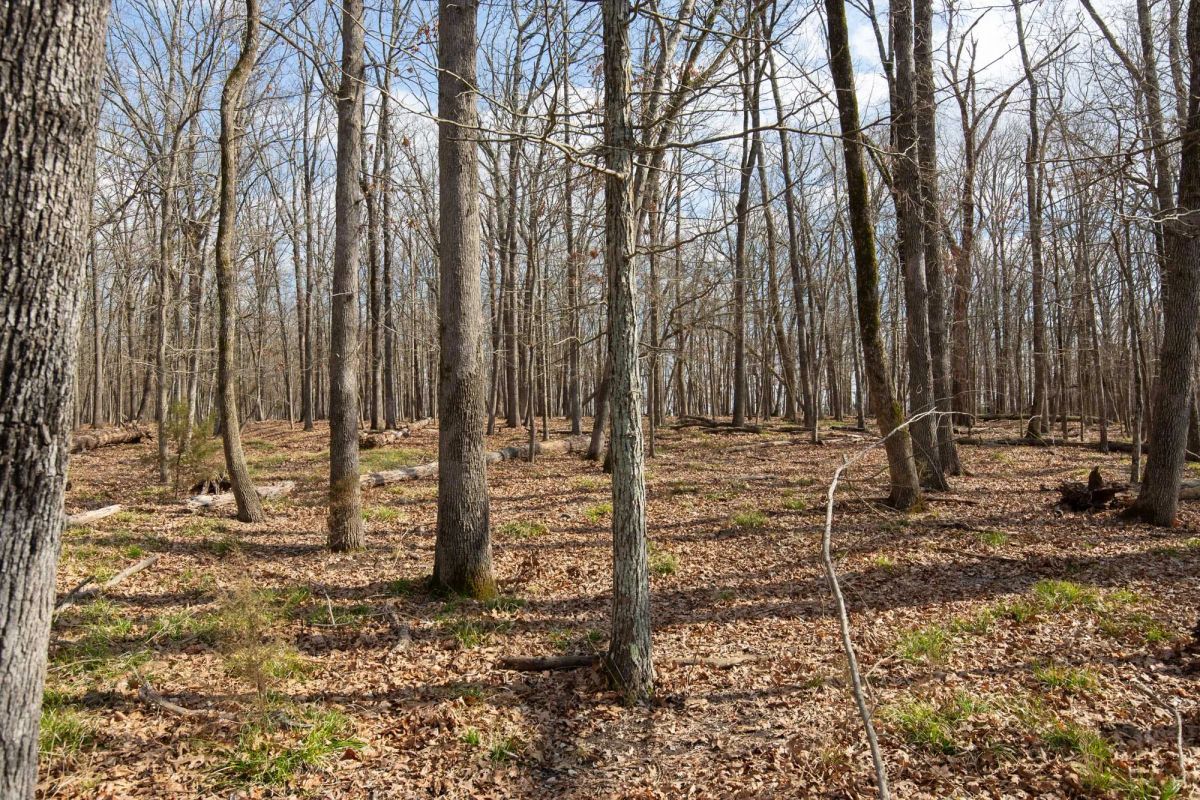 Decorative background for Wishing Star Ranch Tract 65 image 9