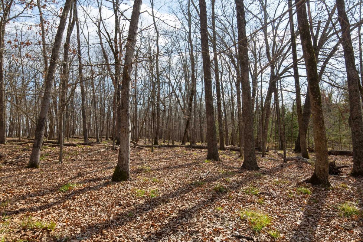 Decorative background for Wishing Star Ranch Tract 65 image 10