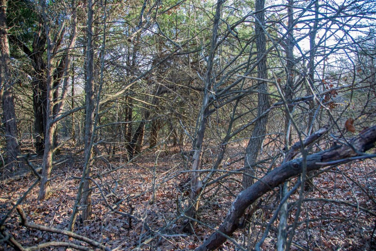 Eufaula Cove Tract 26 - Image 4
