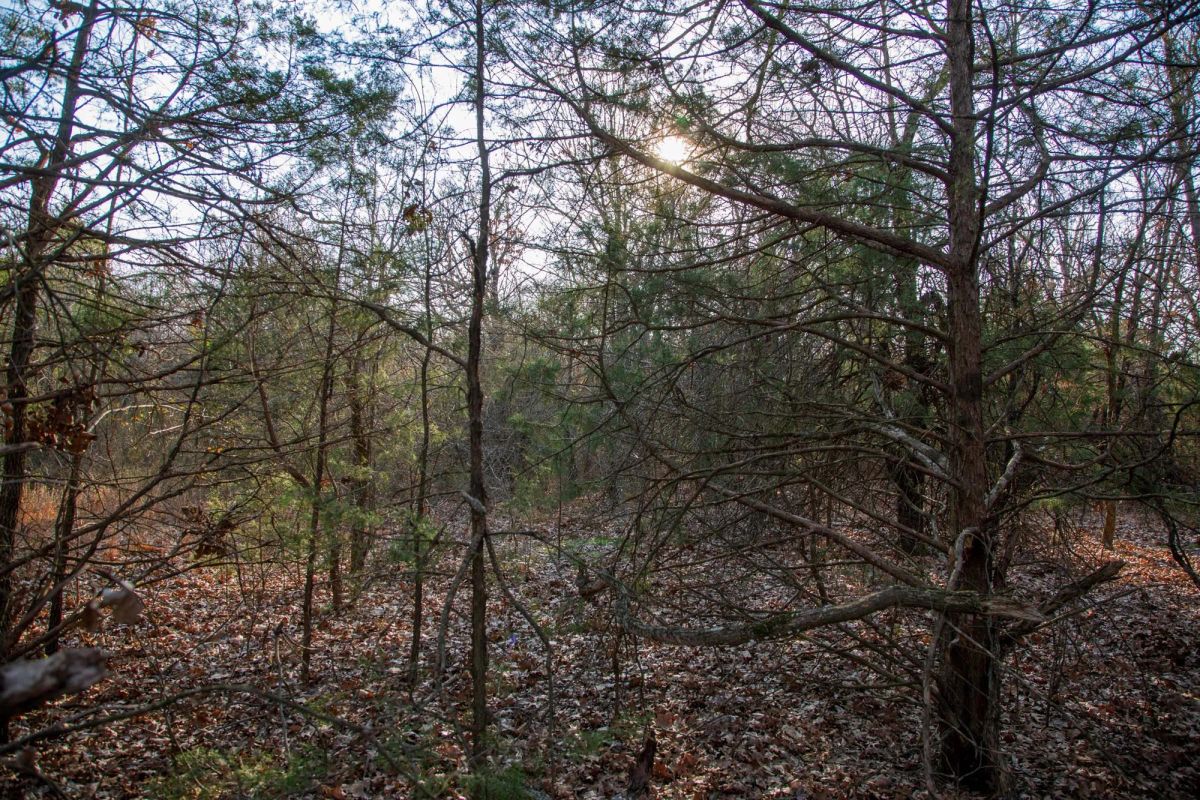 Decorative background for Eufaula Cove Tract 26 image 5